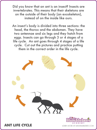 ant life cycle pictures
